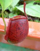 Nepenthes ampullaria 'harlequin' 3